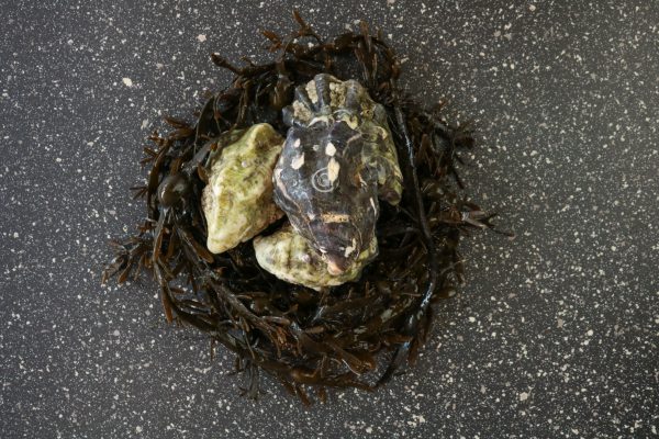 IMG_4824-600x400